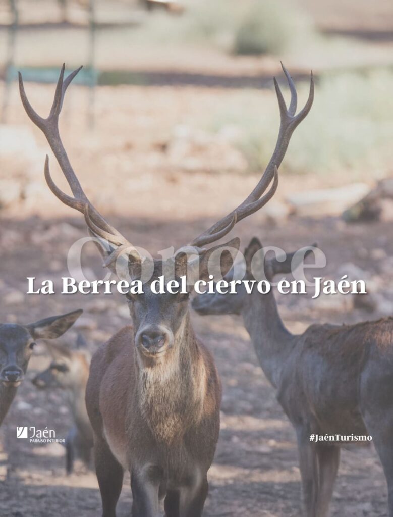15 sep-31 octubre · La berrea del ciervo