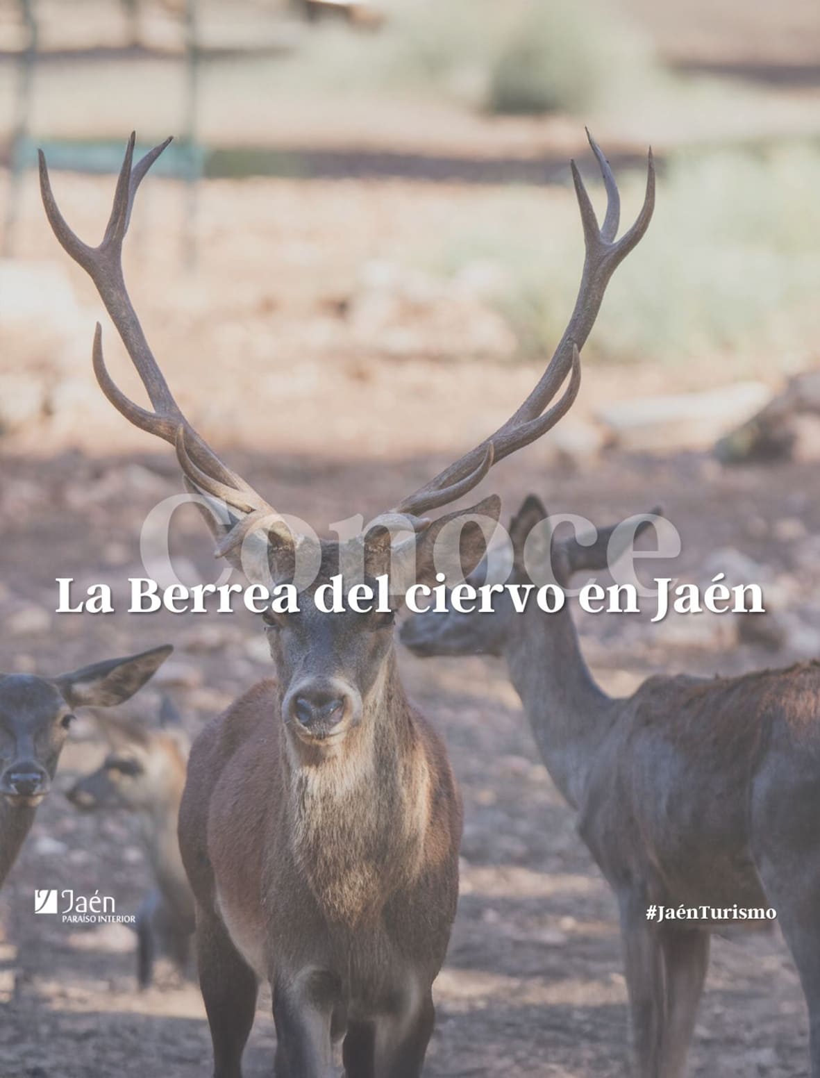 15 sep-31 octubre · La berrea del ciervo