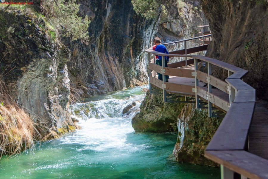 Explorando la Maravillosa Fauna y Flora de las Sierras de Cazorla, Segura y Las Villas
