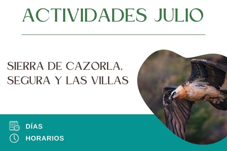 Explorando la Naturaleza: Actividades de Verano